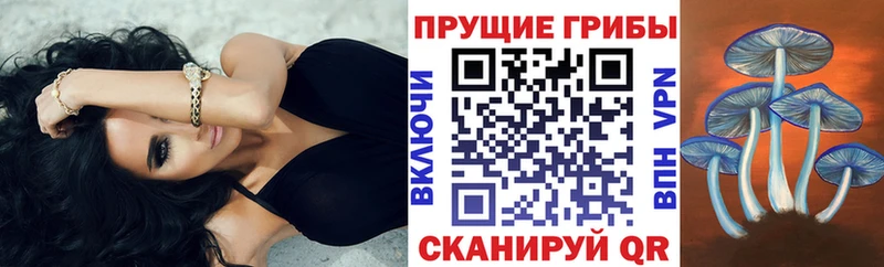 закладка  Алапаевск  Псилоцибиновые грибы Psilocybine cubensis 